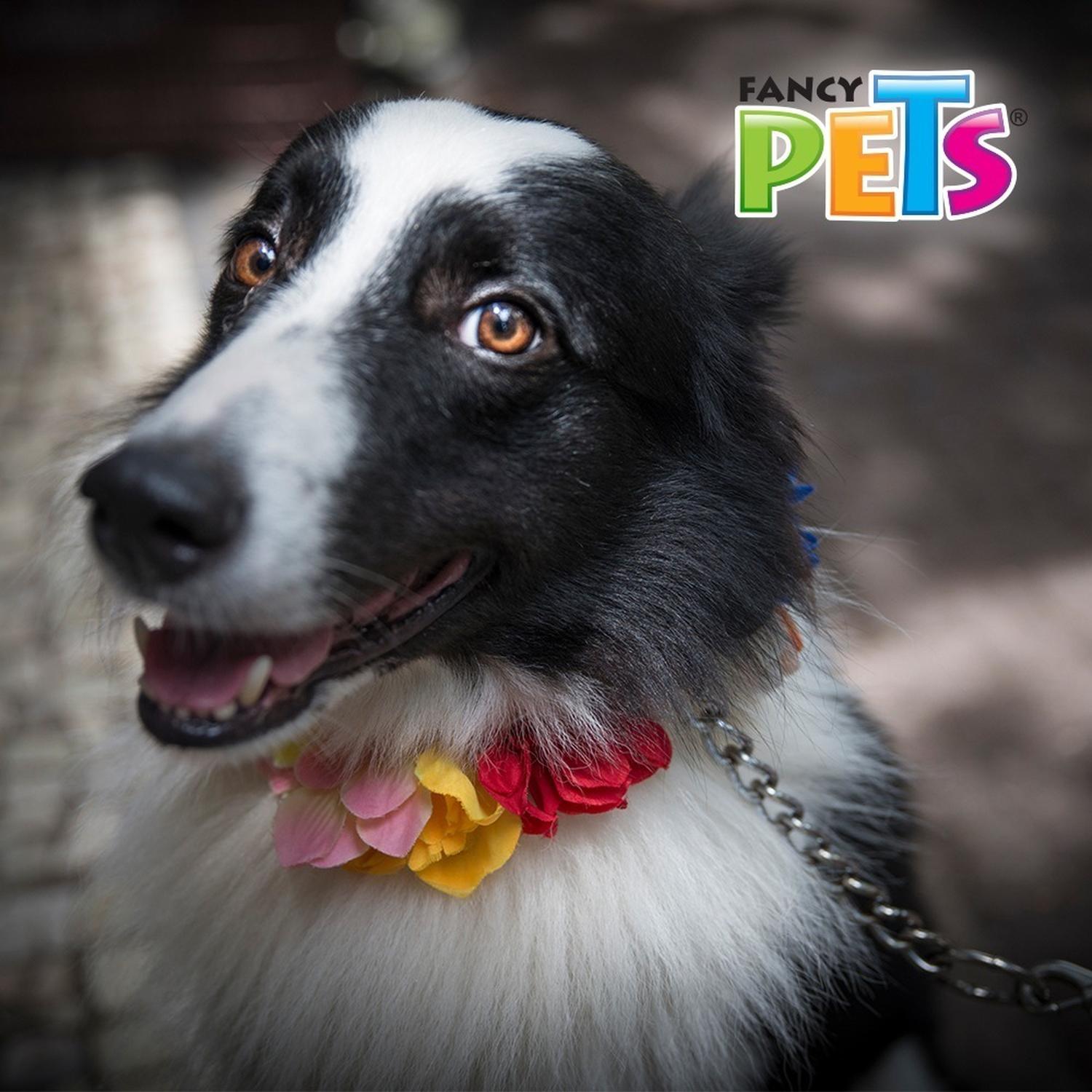 Fancy Pets Correa De Cadena Roja Para Perros 3.0 /120 Cm