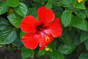 Flor y hojas de Hibiscus rosa-sinensis, planta utilizada en la alimentación de tortugas terrestres.