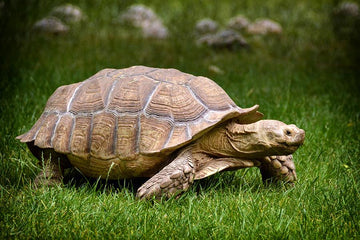 Tortuga Sulcata adulta con caparazón abovedado y patas robustas.