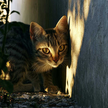 Problemas de salud crónicos en gatos: cómo detectarlos a tiempo y manejarlos | G.Valkyria - imagen destacada