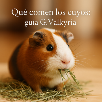¿Qué comen los cuyos?