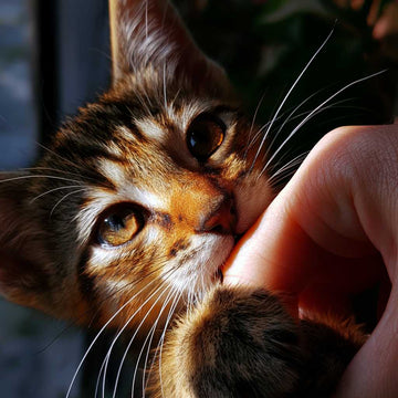 ¿Por qué mi gato muerde o se pone agresivo? Guía completa de causas y soluciones | G.Valkyria - imagen destacada