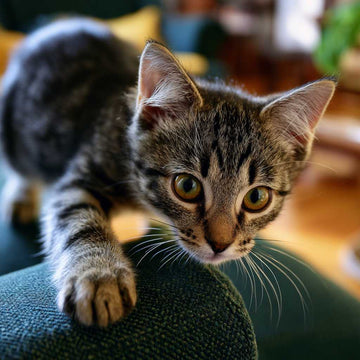 ¿Por qué mi gato rasca los muebles? Guía completa de causas y soluciones efectivas | G.Valkyria - imagen destacada