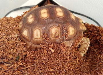 Tortuga Sulcata joven explorando un sustrato natural junto a su refugio.
