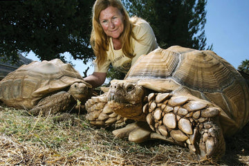 Tortuga Sulcata adulta junto a una persona mostrando su gran tamaño.