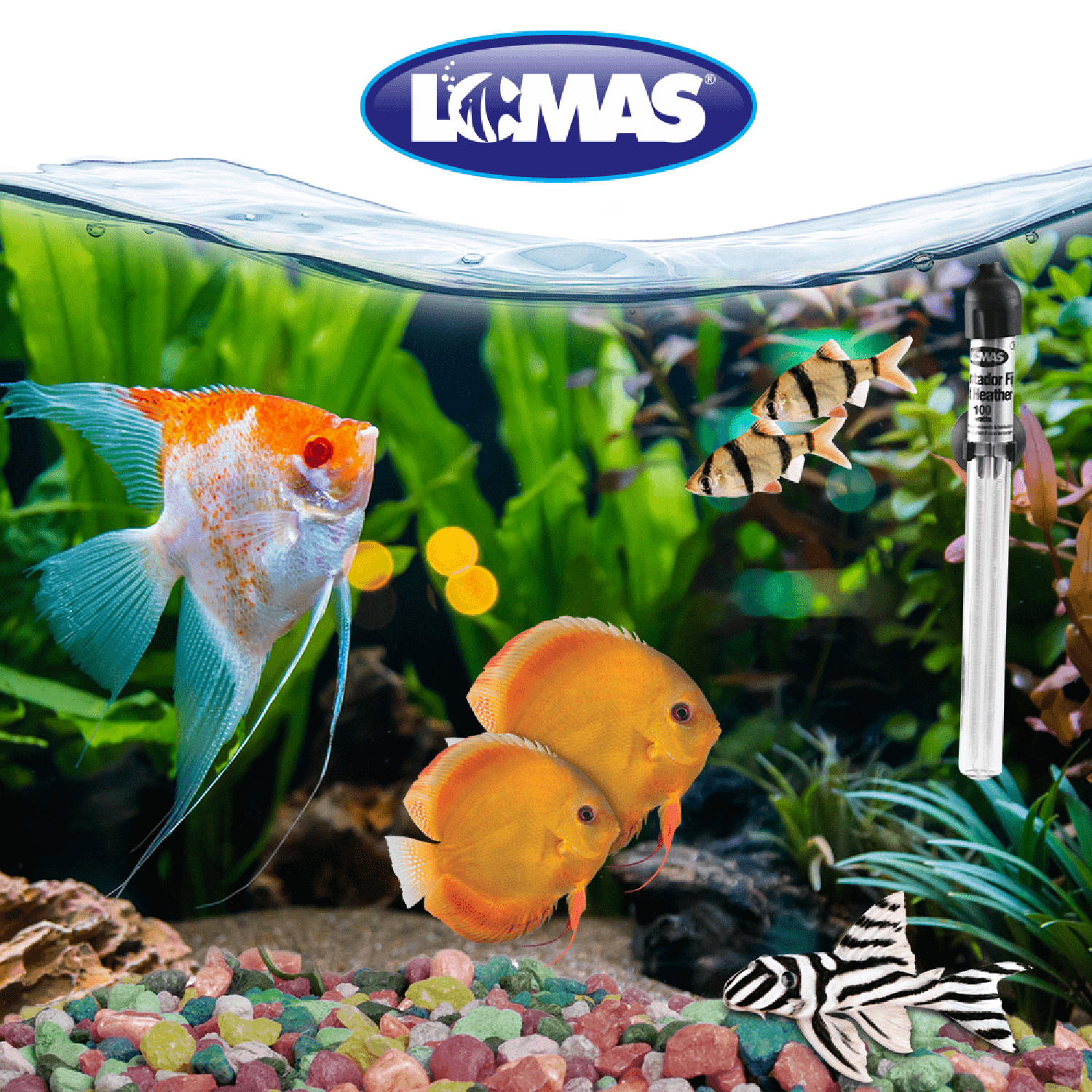 Lomas Calentador Fijo pequeño Thermomini 100W nano acuario