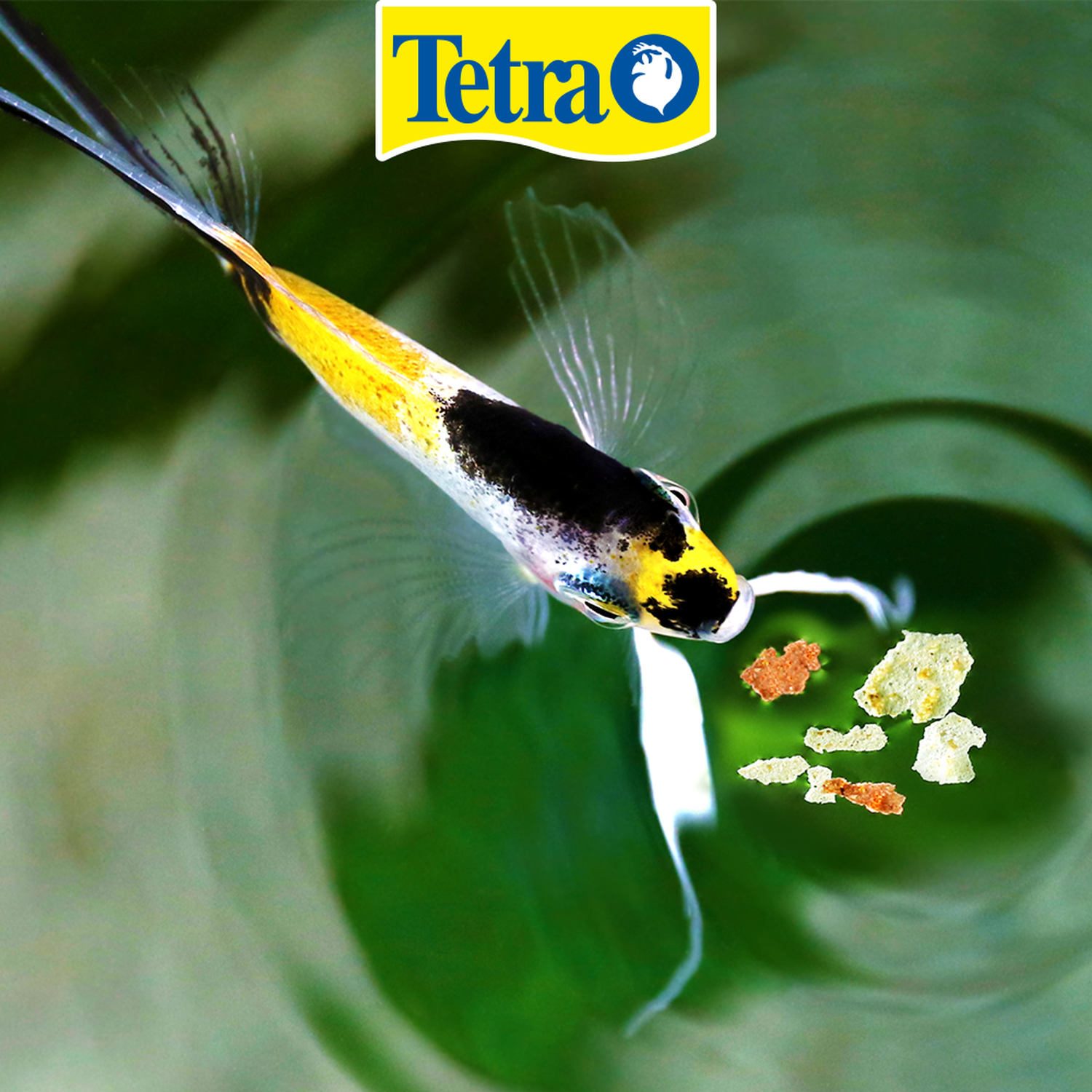 Food Tetracolor Tropical Flakes 200G neon gourami guppy