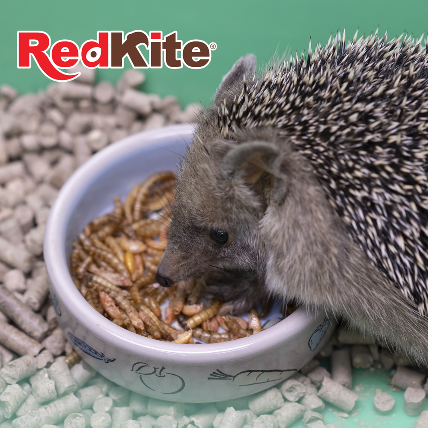 Redkite larva de mosca soldado para huron erizo mapache 30g