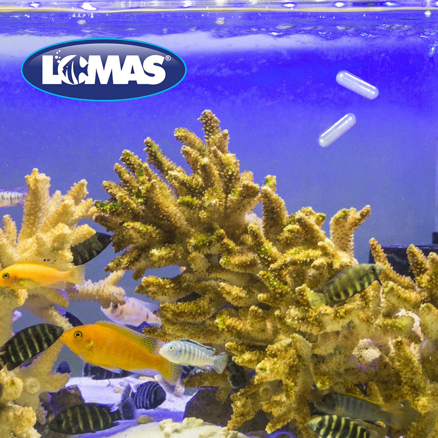 Capsulas para peces Oodinium, Laernaea, Piojos Enfermedad del hoyo en la cabeza, Lombrices