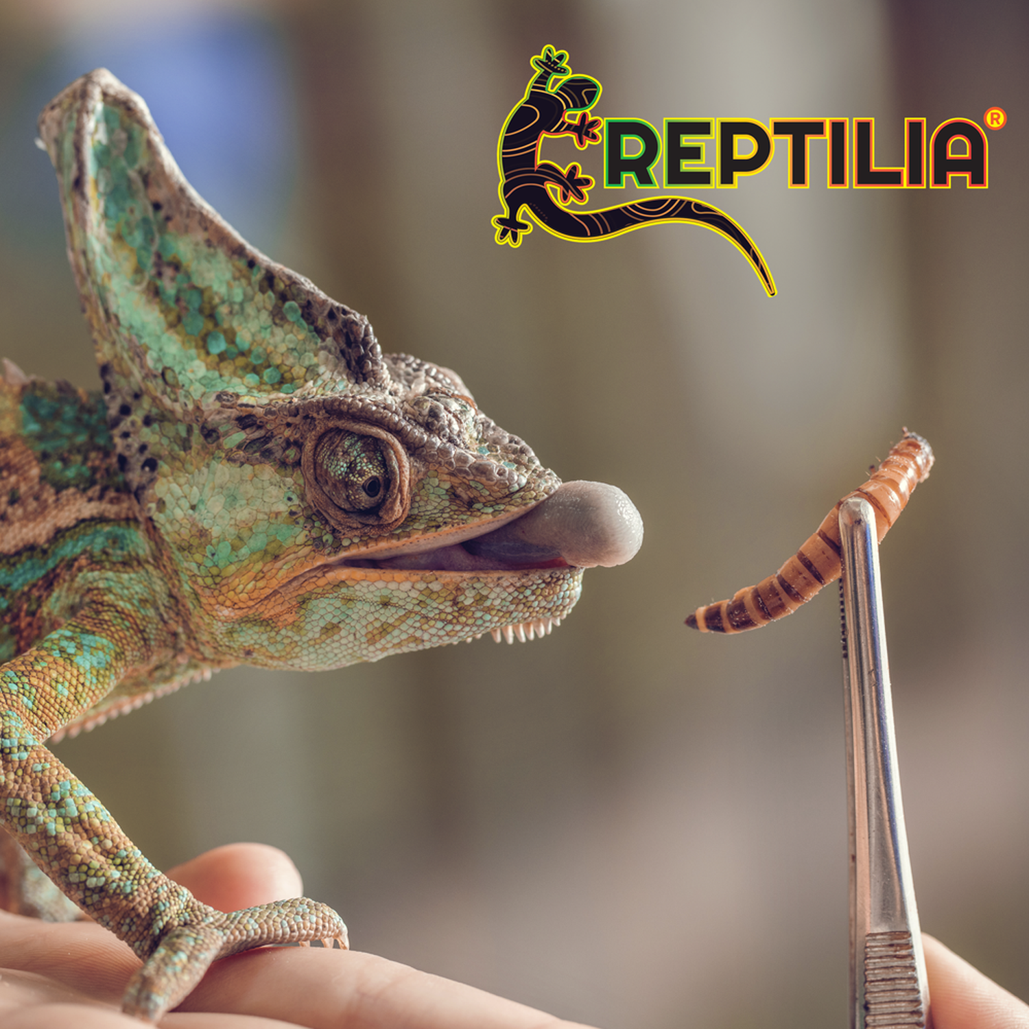 Reptilia larva mosca soldado tortuga iguana gecko anolis 30g