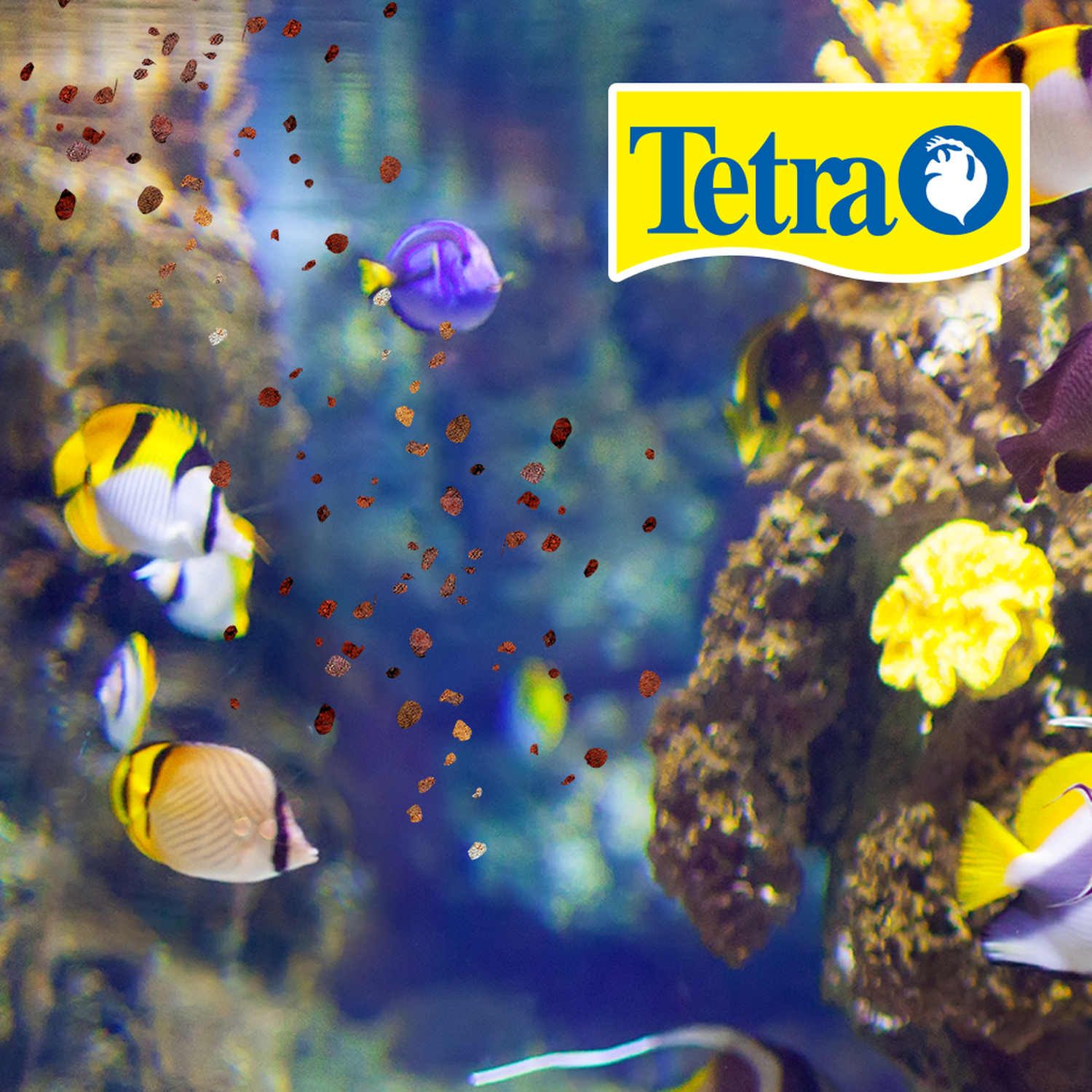 Food Tetracolor Tropical granules 75G discs and ramirezzi