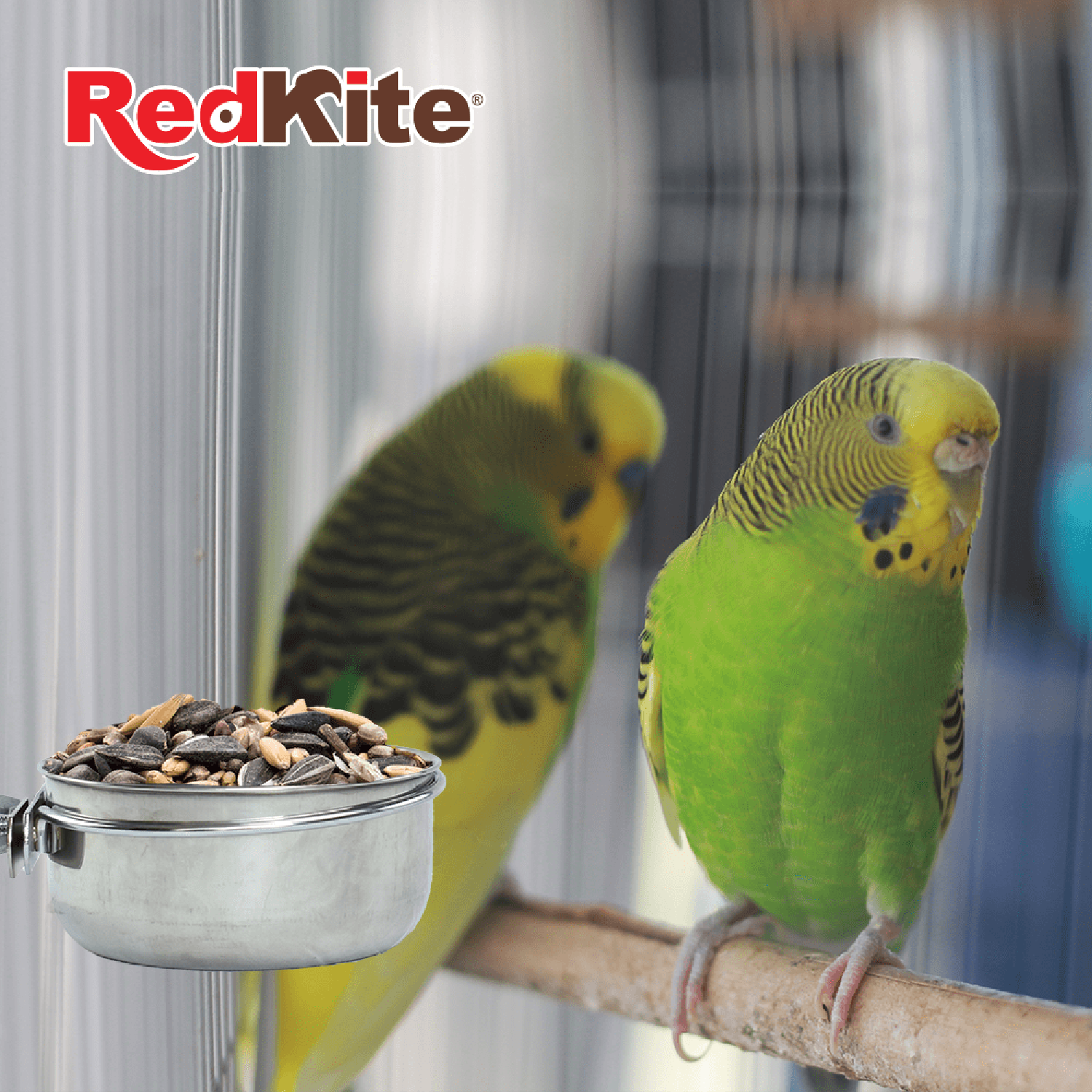 Red Kite Taza De Acero con Abrazadera jaula ave 10 Oz o 283grs
