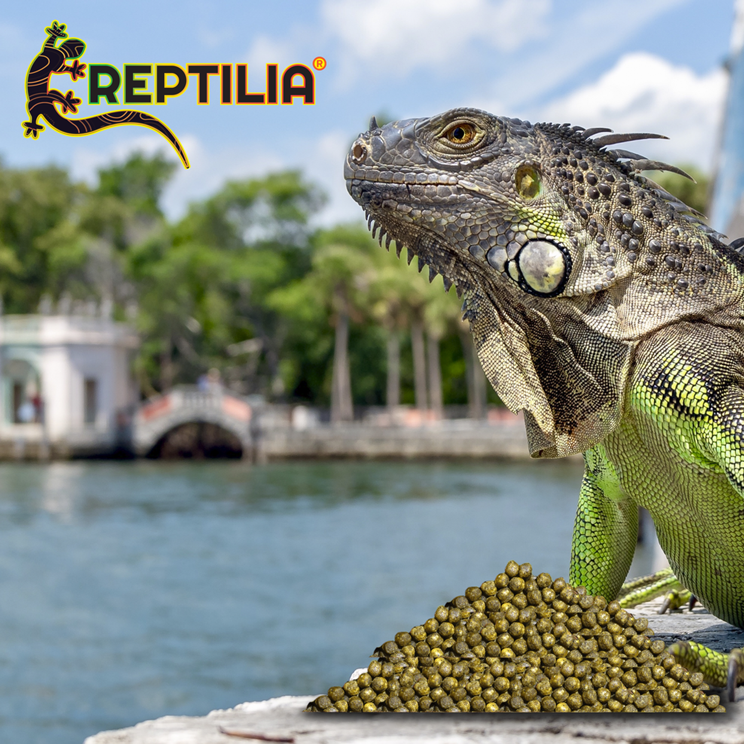Alimento LOMAS balanceado para Iguana Juvenil 700 G platano