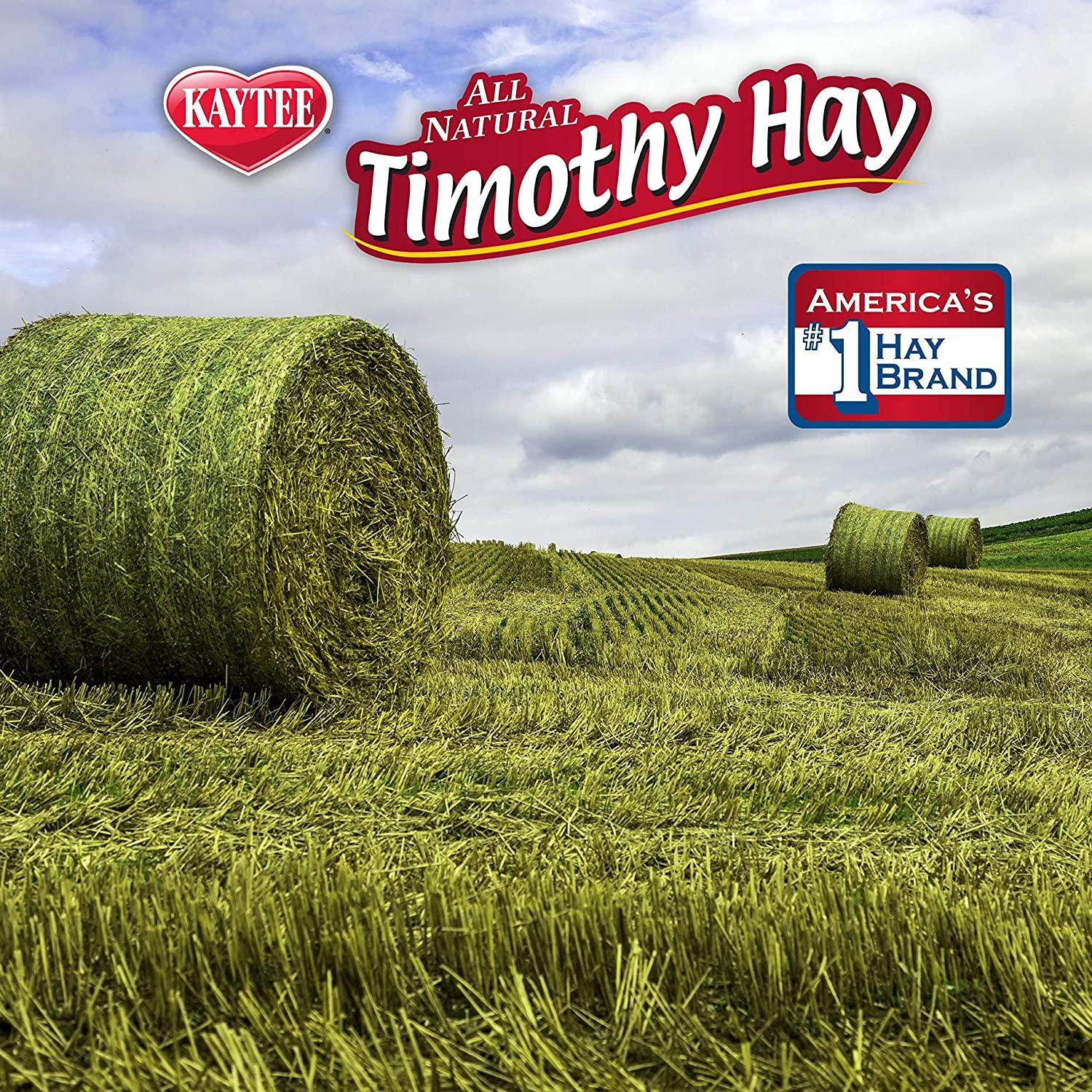 Premio conejo cuyo chinchilla Kaytee Cubos heno Timothy 454g