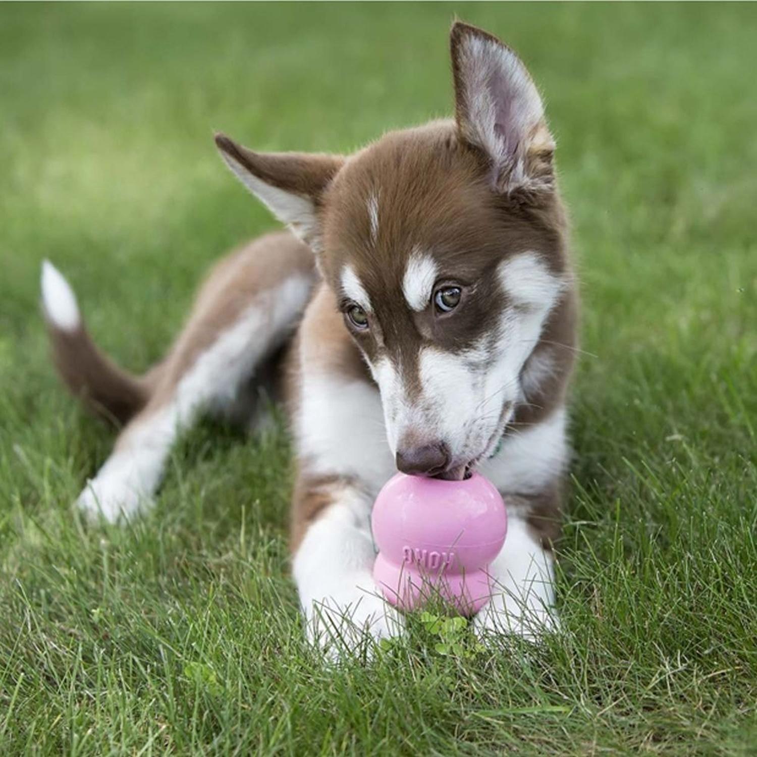 Premios Para Perros Kong Puppy Easy Treat