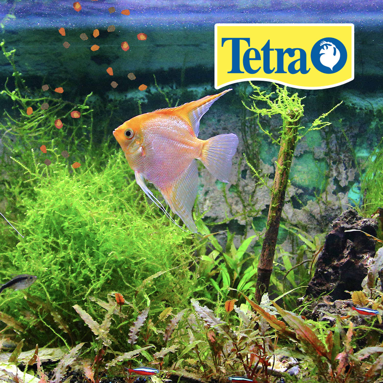 Tetra Pro Tropical Crisp food pellets 190g gourami angel
