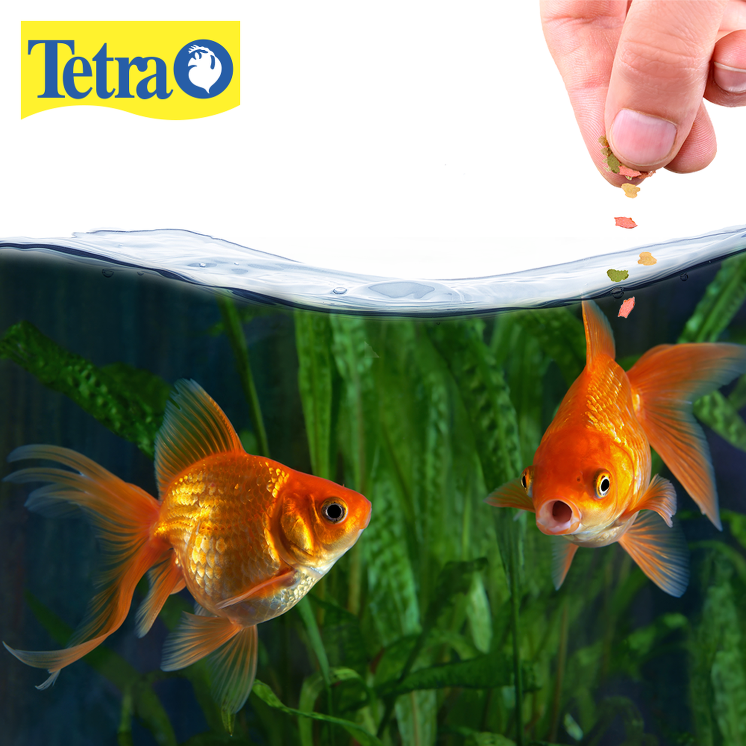 TetraFin Japanese Moor Carp Fish Flakes Food 28g