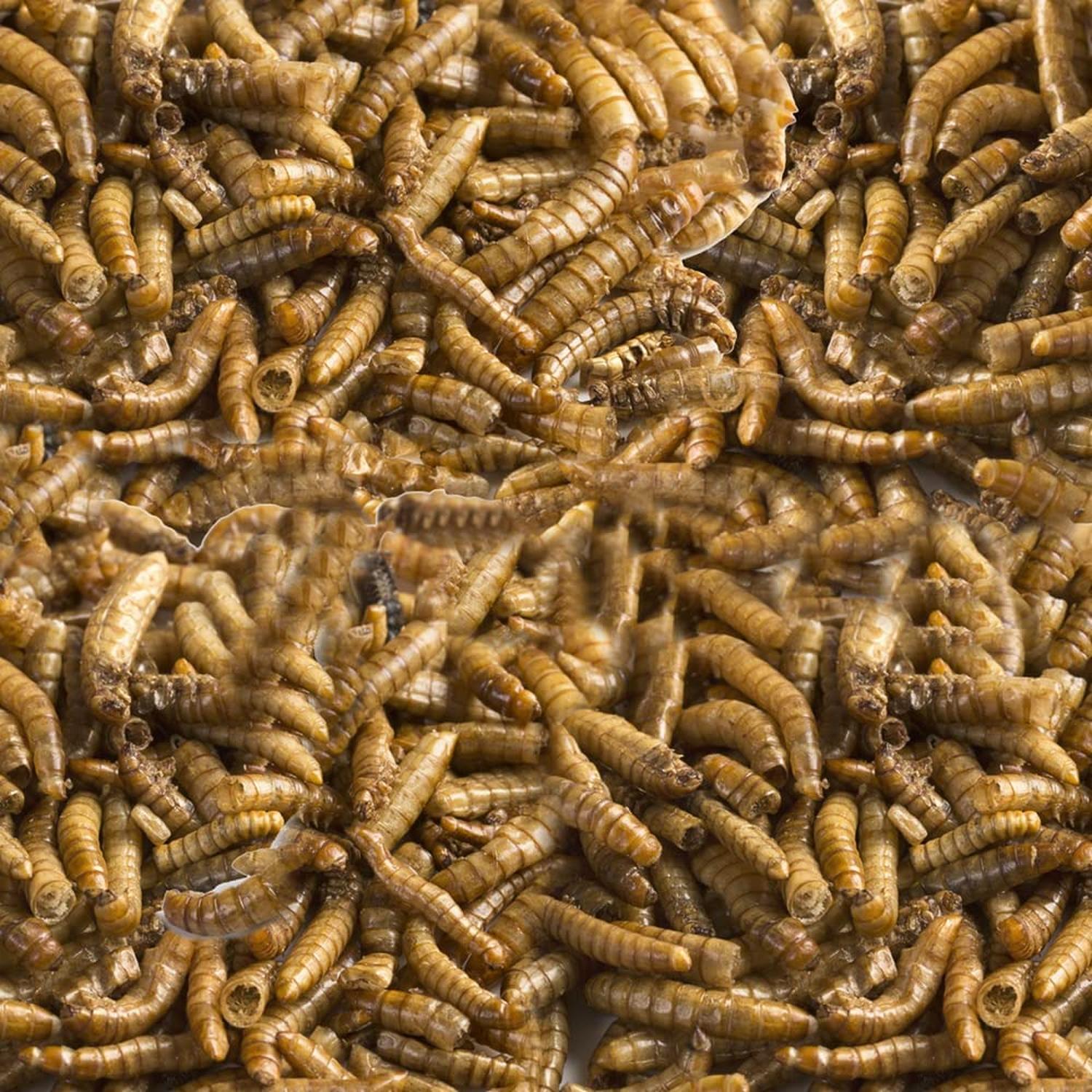 Alimento ciclidos peces larva mosca soldado alta proteína30g