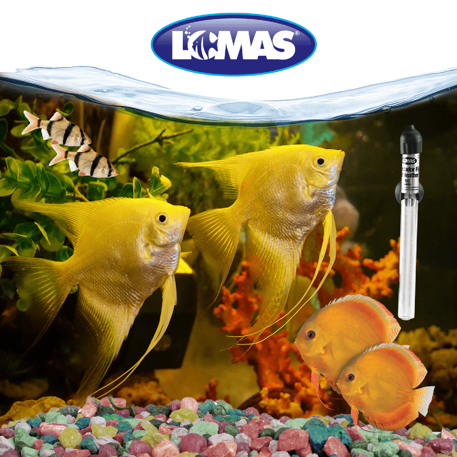 Lomas Calentador Fijo pequeño Thermomini 90W nano acuario