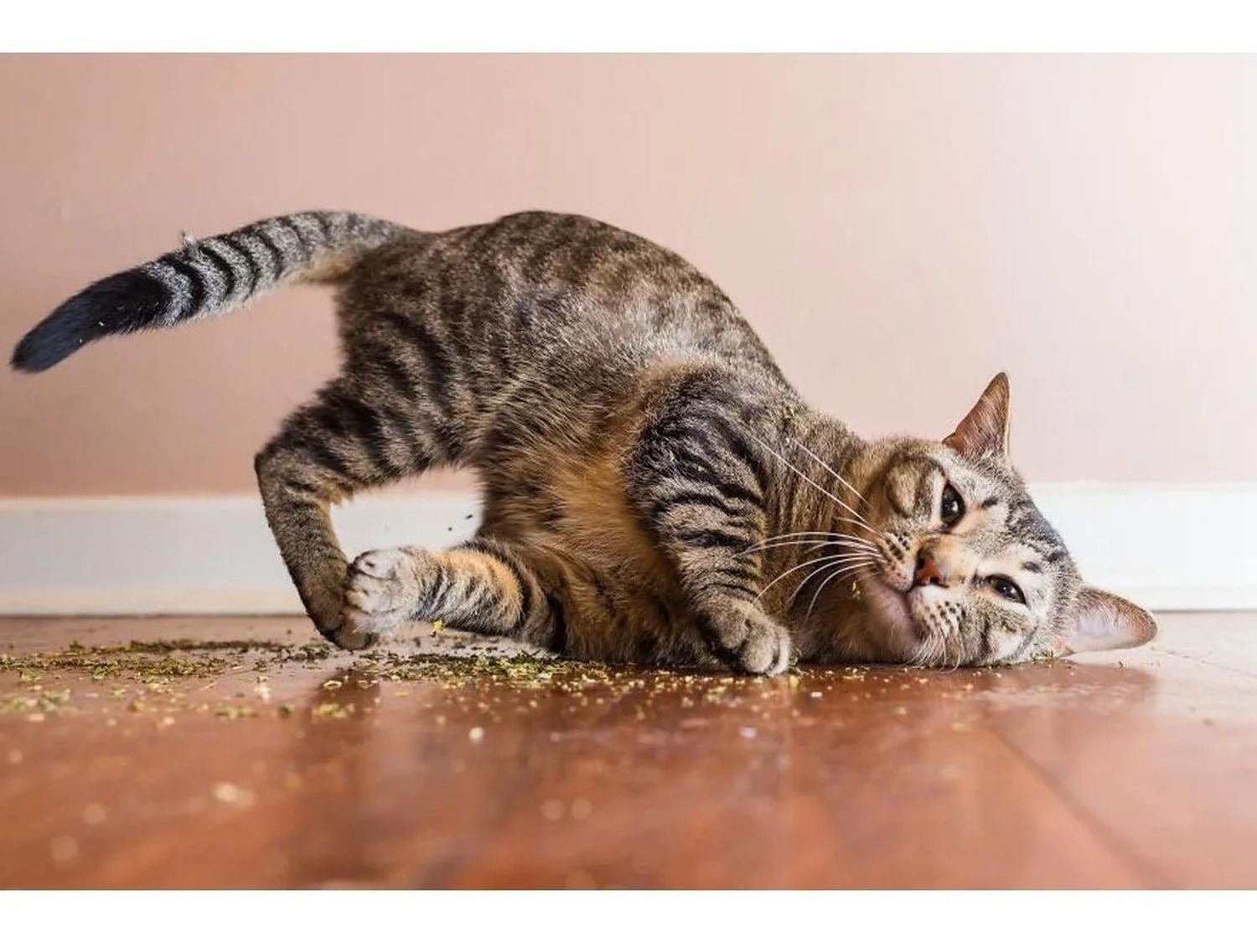 Hartz Atrayante Para Gatos Catnip O Hierba Gatuna 100% pura