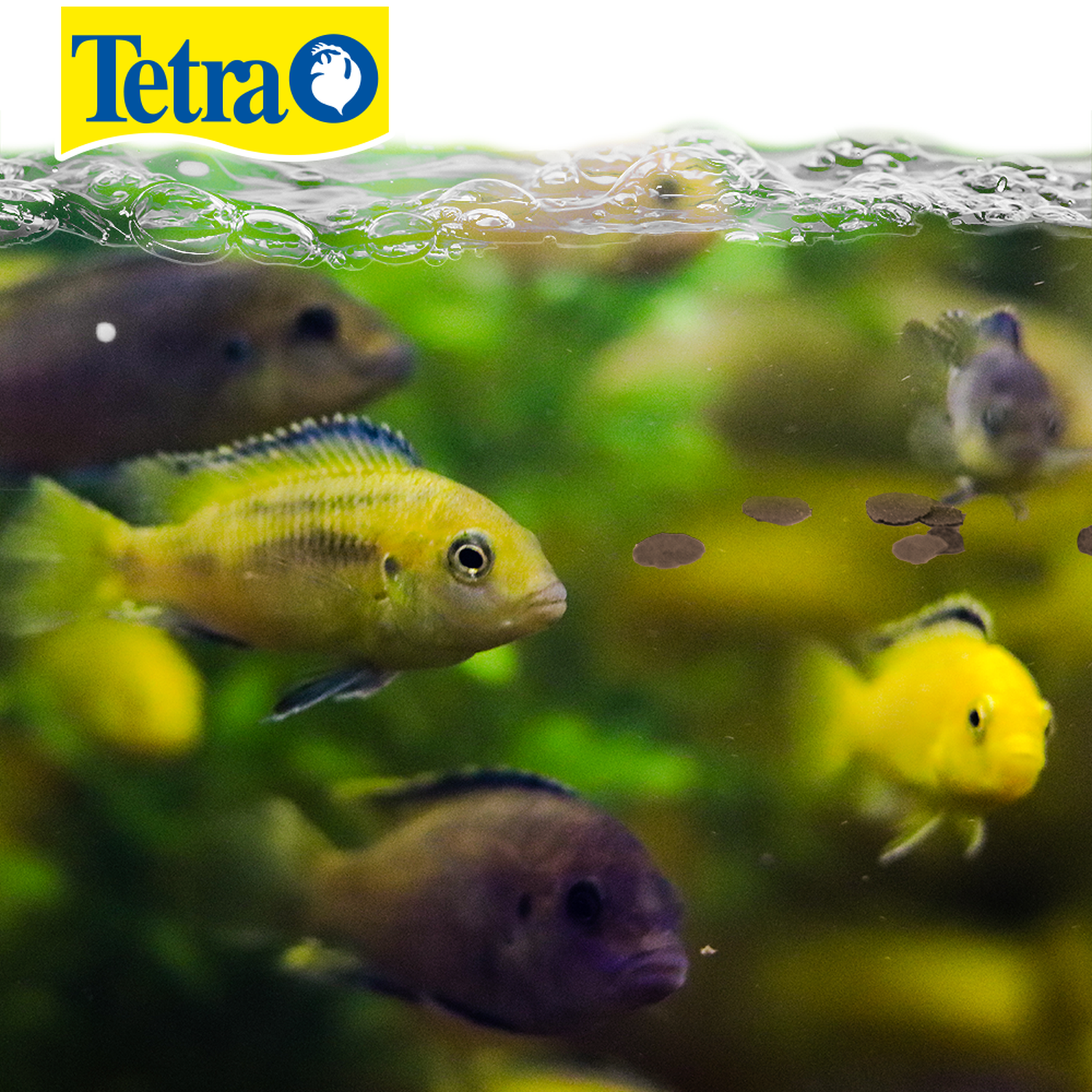 Tetra Pro Cichlid Fish Food 250g Crisps Protein Pellets