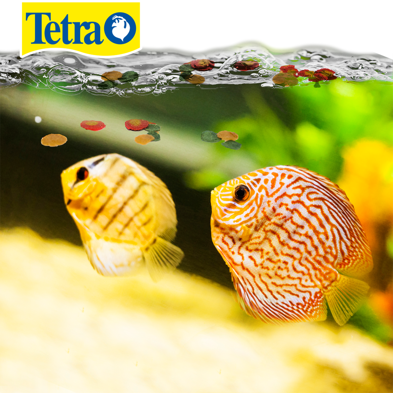 Alimento para peces Tetrapro Color Crisp 75g discos