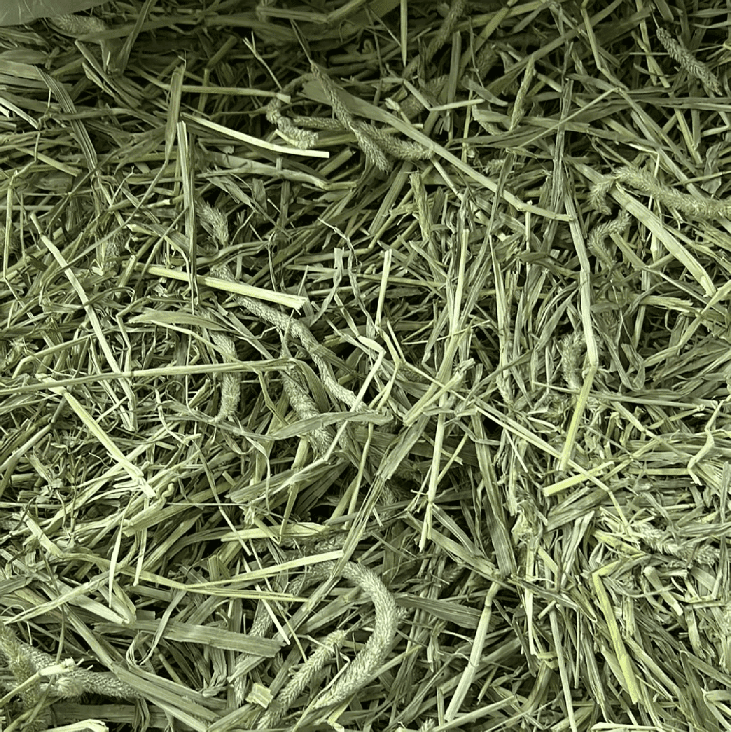Heno Timothy Hay Gold American Pet caja 11.3 kg cuyo conejo