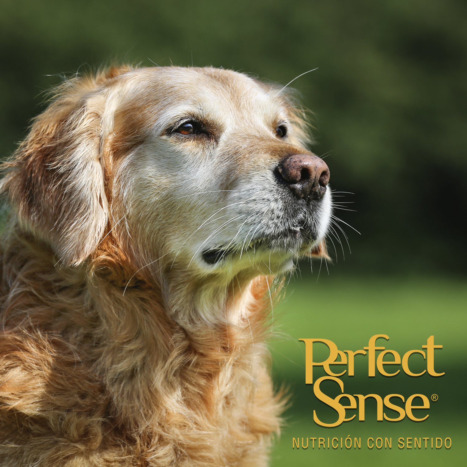 Alimento para perro viejito Perfect Sense Senior 15 Kg
