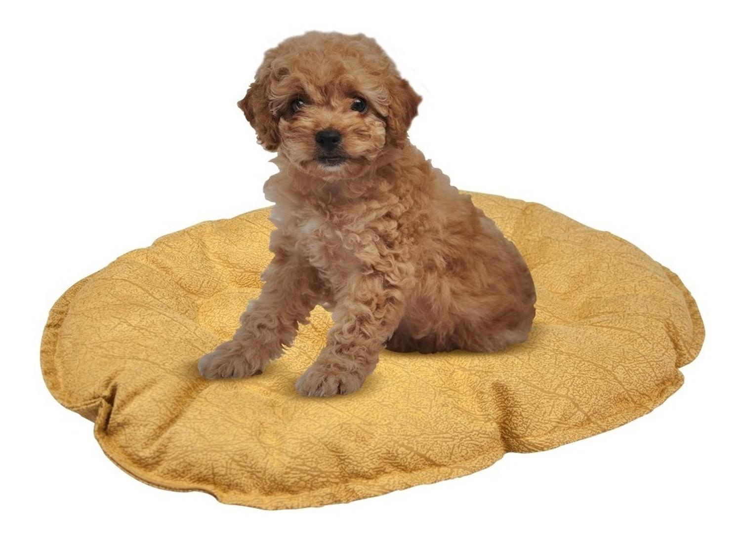 Fancy Pets Cojín Para Cama De Plástico Mediana para perros