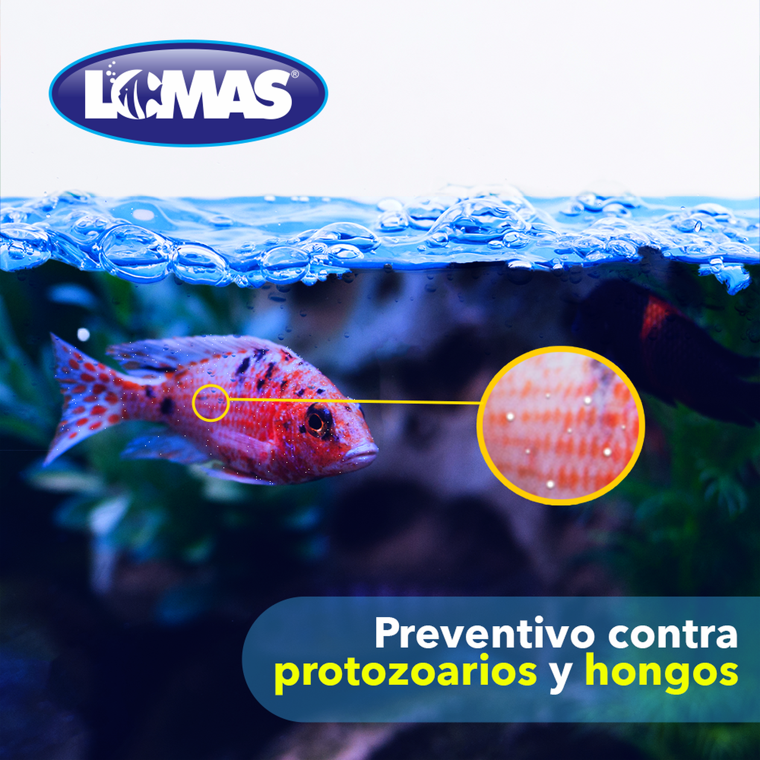 Lomas acondicionador de agua Azul de metileno garrafita 1Lt