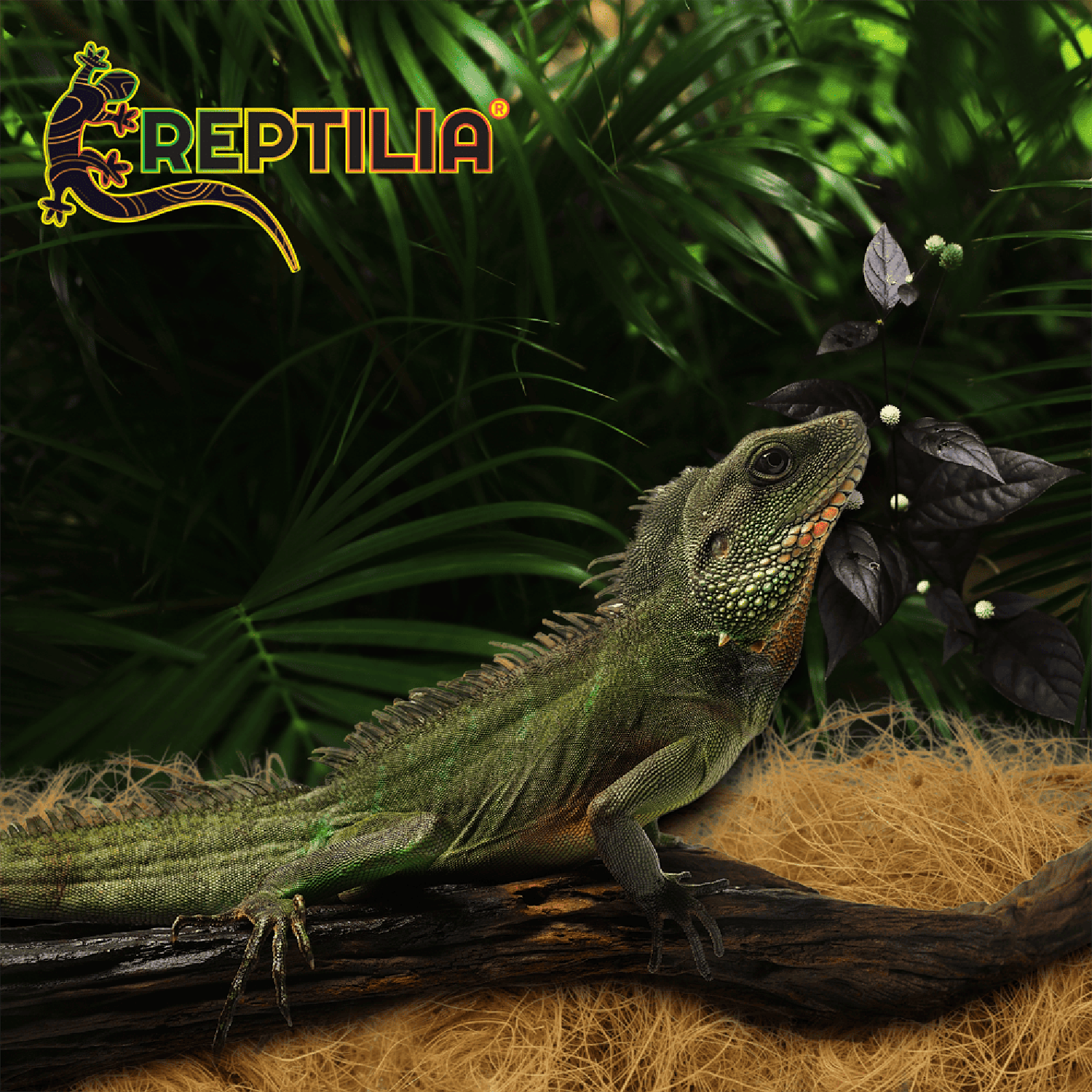 Reptilia Sustrato De Coco 100% Fibra reptiles y anfibios 8L