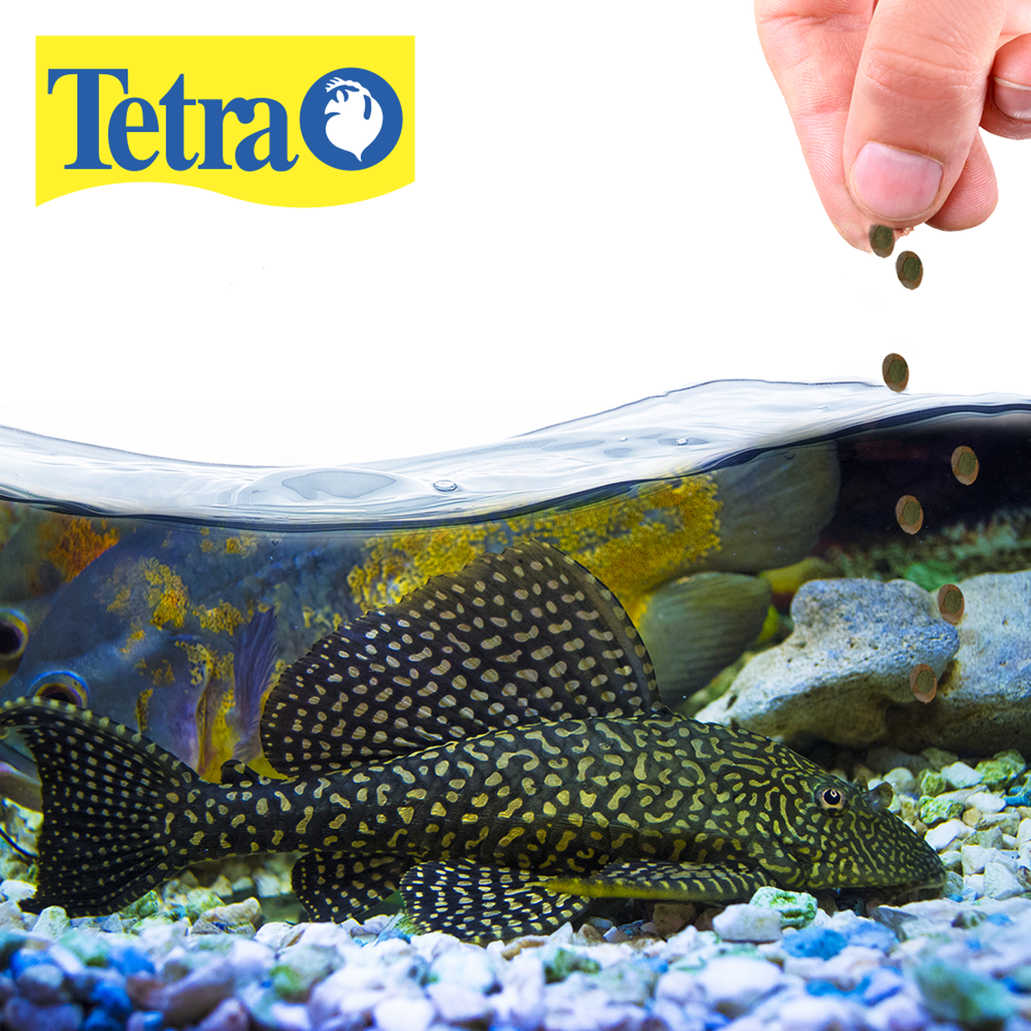 Alimento Tetra Tetrapro Plecowaffers 60g plecostomus y fondo
