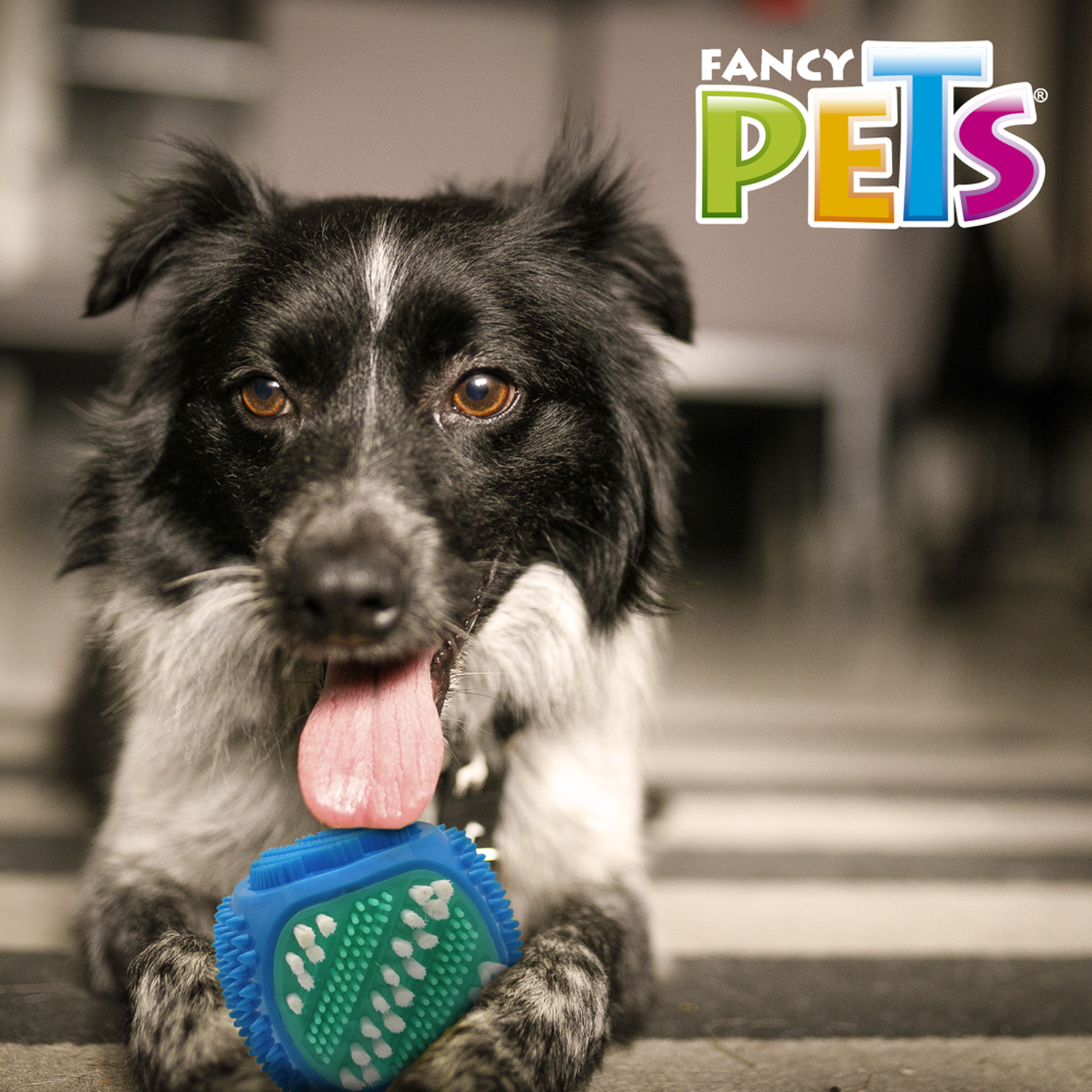 Fancy Pets juguete cubo cuidado dental cepillo para perros