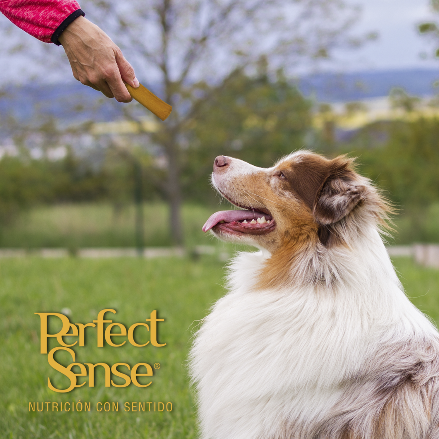 Perfect Sense premio natural pollo para perro Jerkys 100 grs