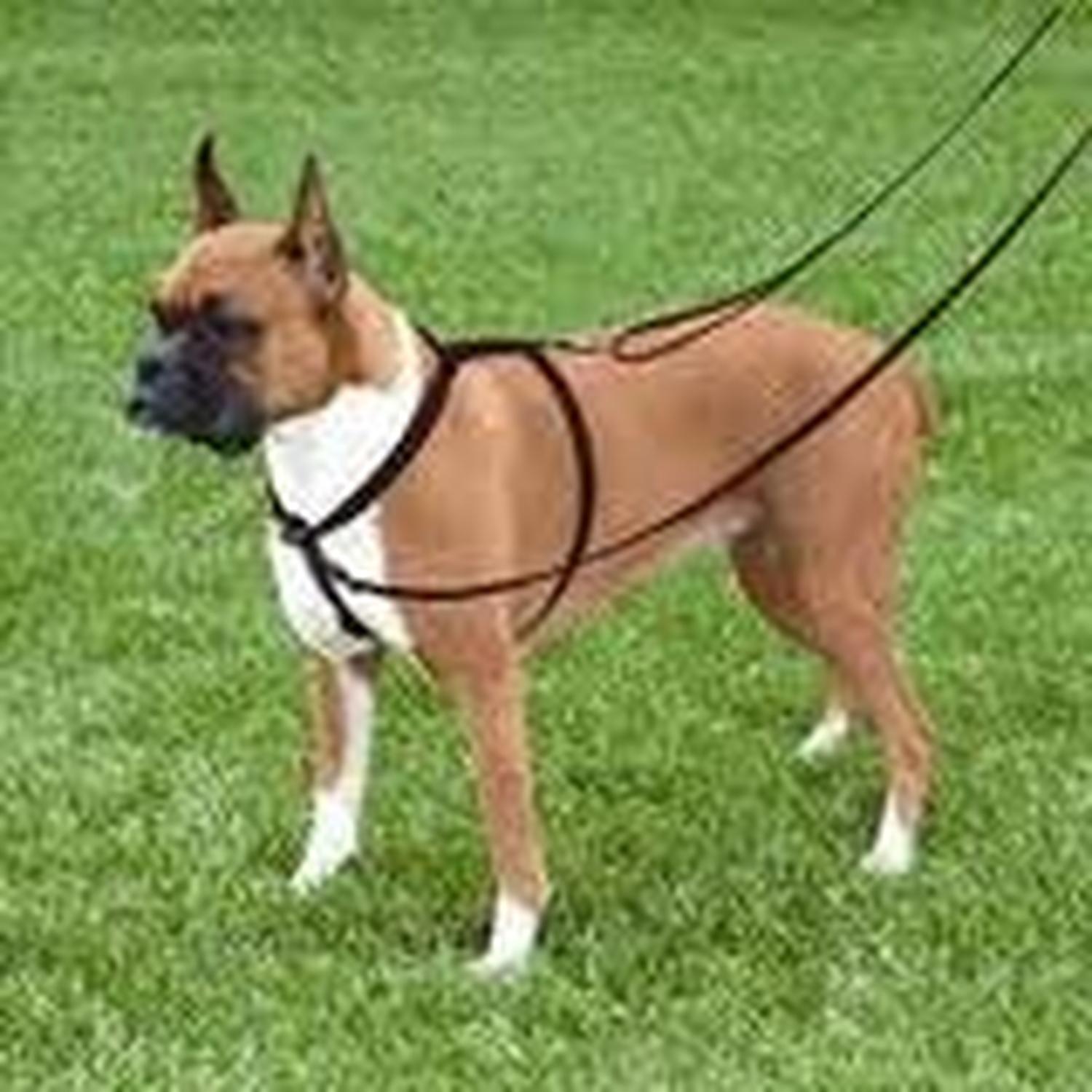 Arnés Entrenador Control Para Perros De Raza Mediana