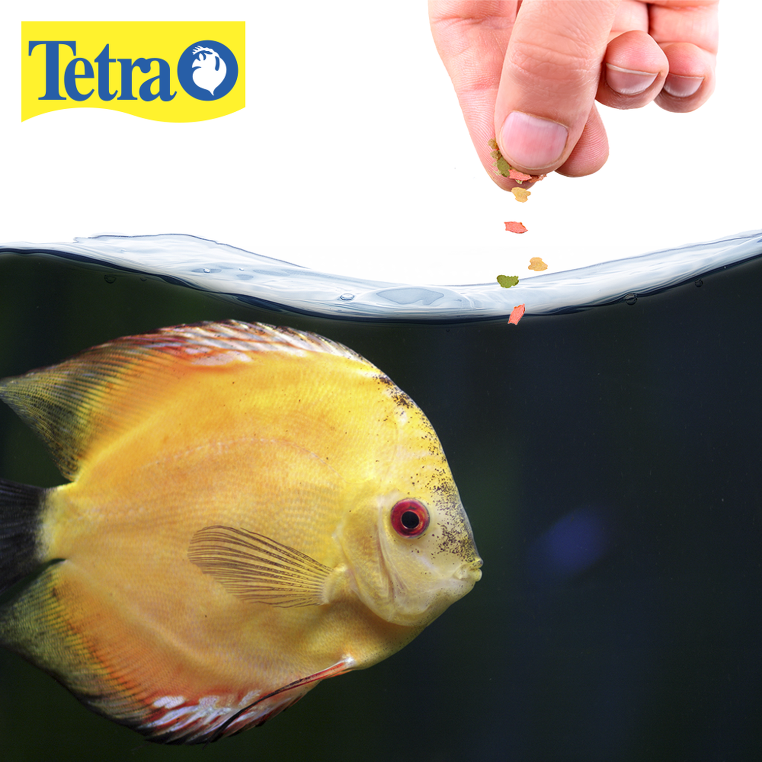 Food Tetracolor Tropical Flakes 62G neon gourami guppy