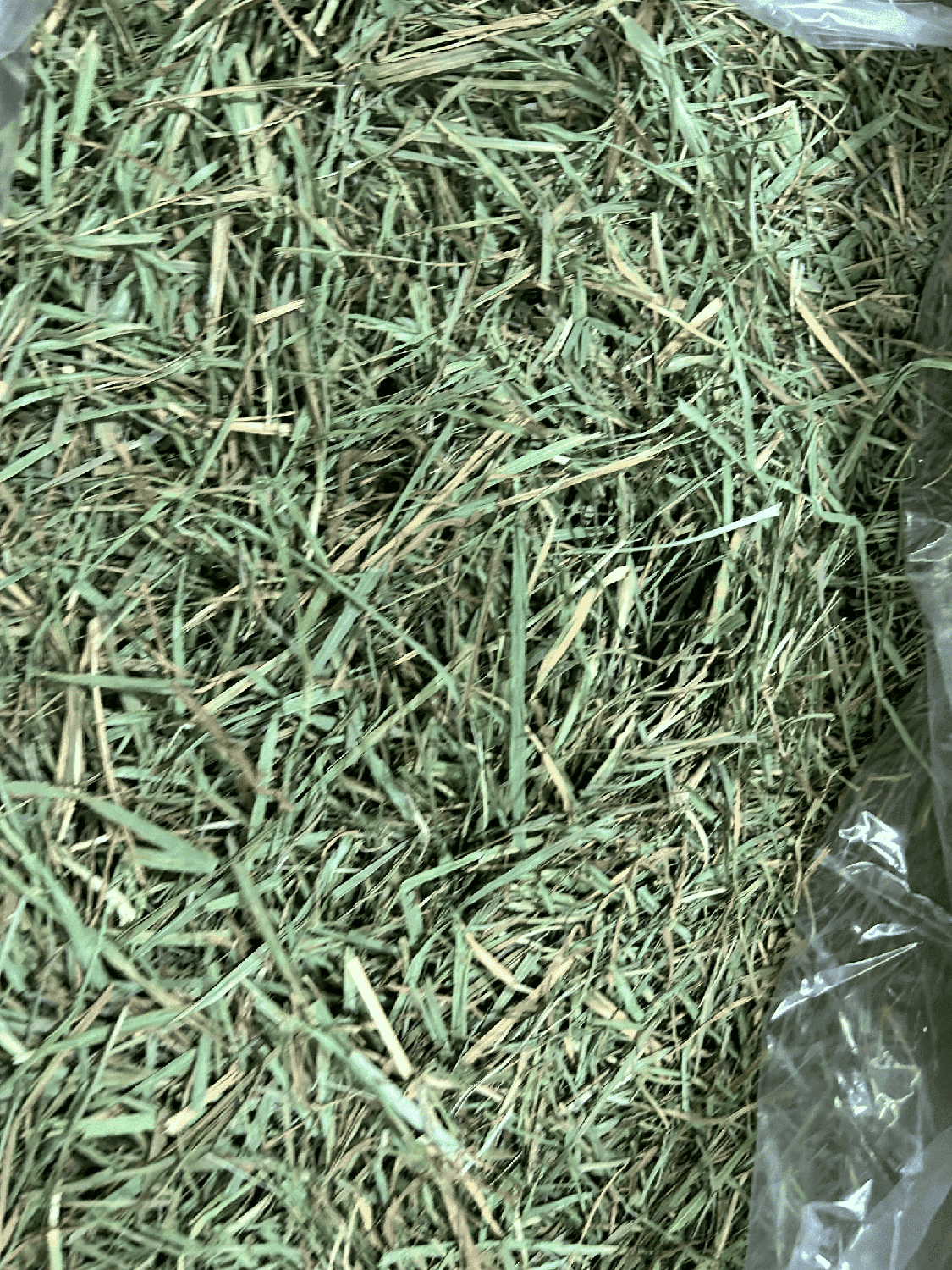 Heno Timothy Hay Gold American Pet caja 2.27 KG cuyo, conejo | G.Valkyria - imagen 5