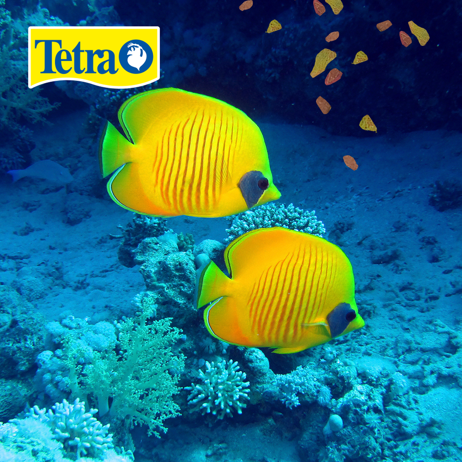 Tetra fish food TetraMin flakes XL 160 g for angeles