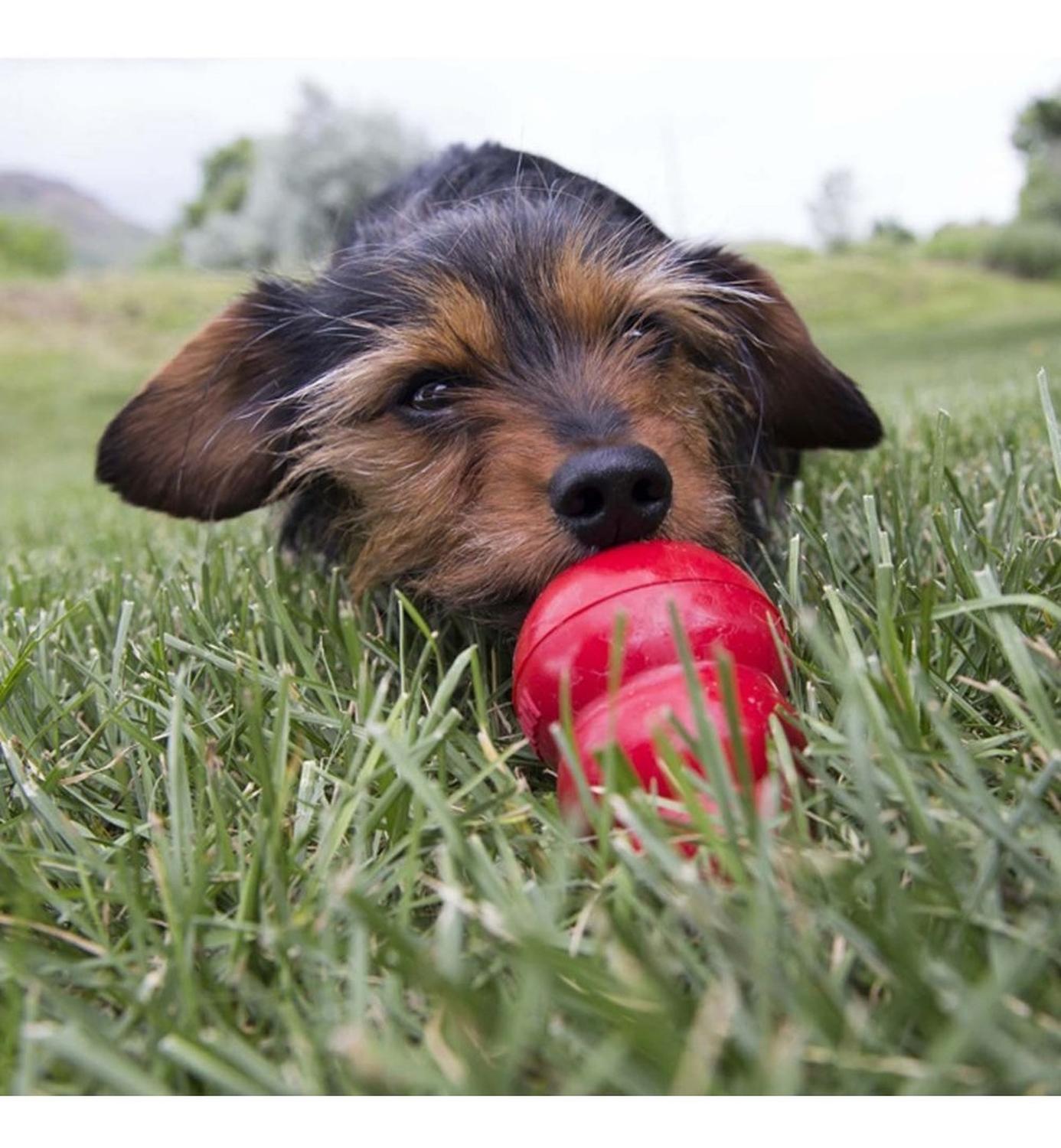 Premios Para Perros Kong Liver Easy Treat