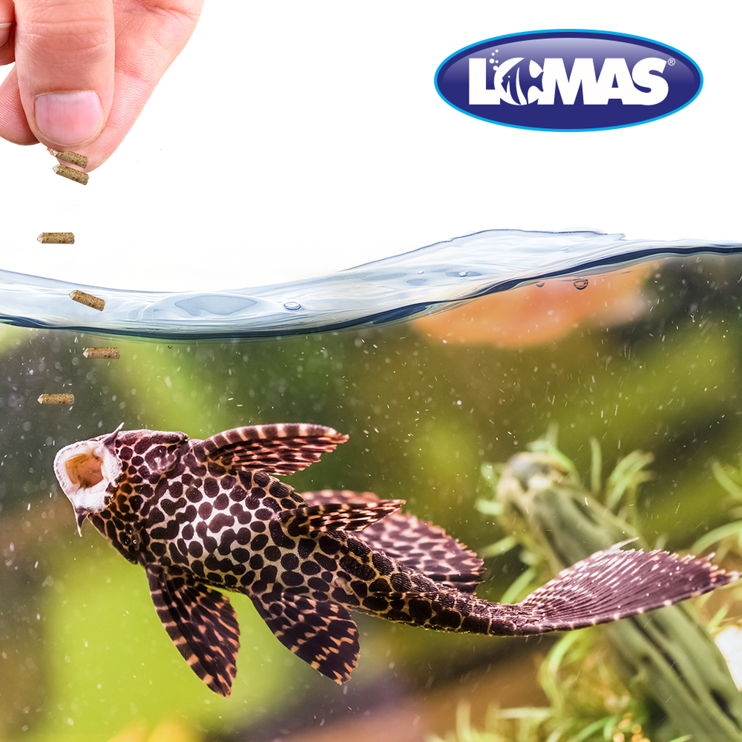 Food Bottom Fish plestocomus corydora 70g Algae Disc