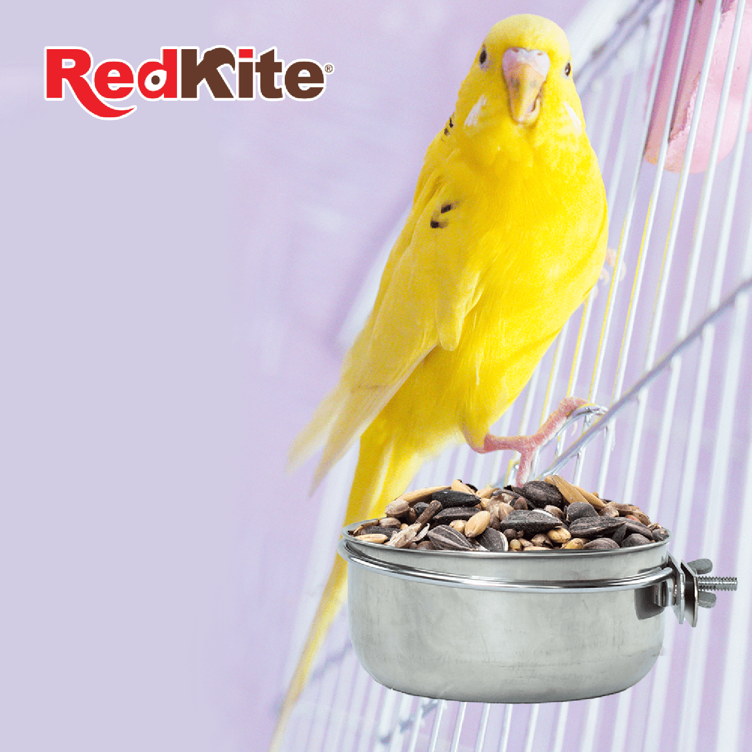 Red Kite Taza De Acero con Abrazadera jaula ave 20 Oz o 567grs