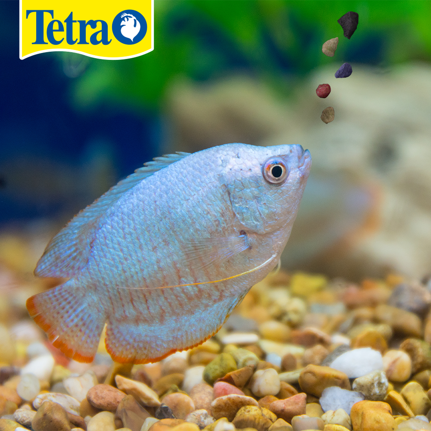 Fish food tetramin tropical granules 100g neon molly