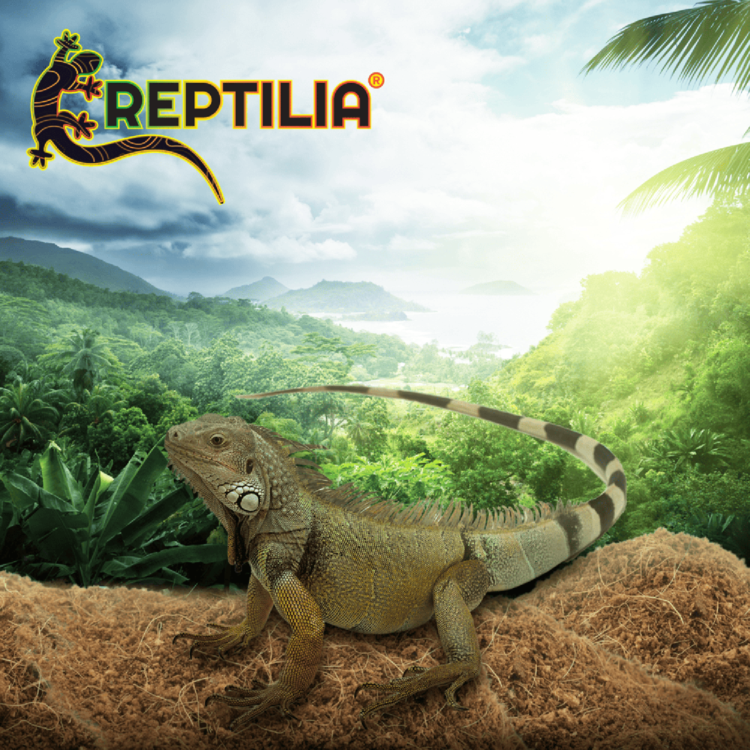 Reptilia Sustrato De Coco 100% Polvillo reptiles y anfibios 8L