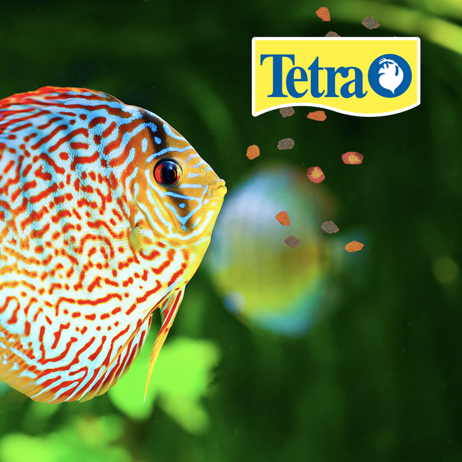 TetraPro Color Tropical Crisp pellet 210g discus fish food