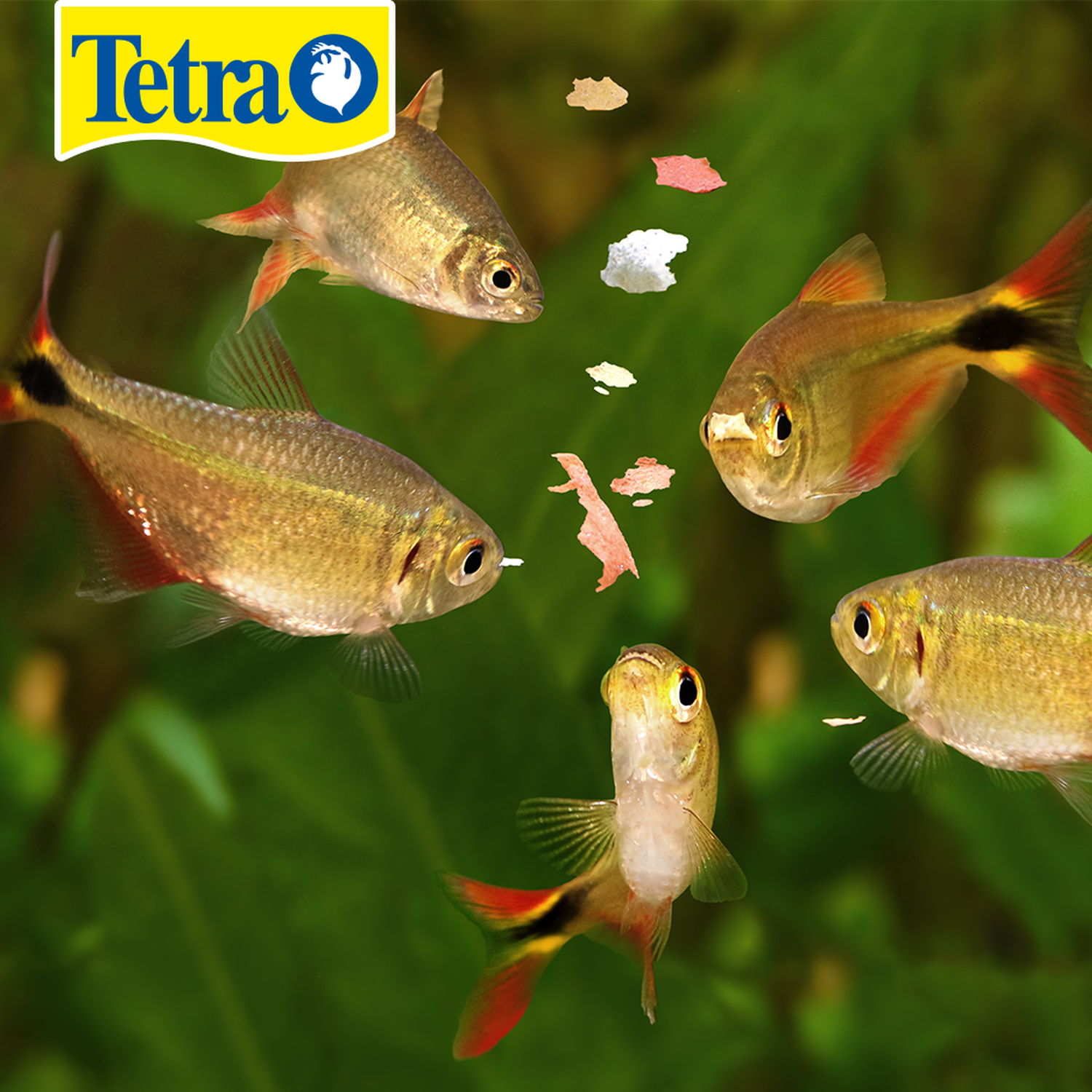 Alimento Tetracolor Tropical Flakes 80g guppy neon gourami