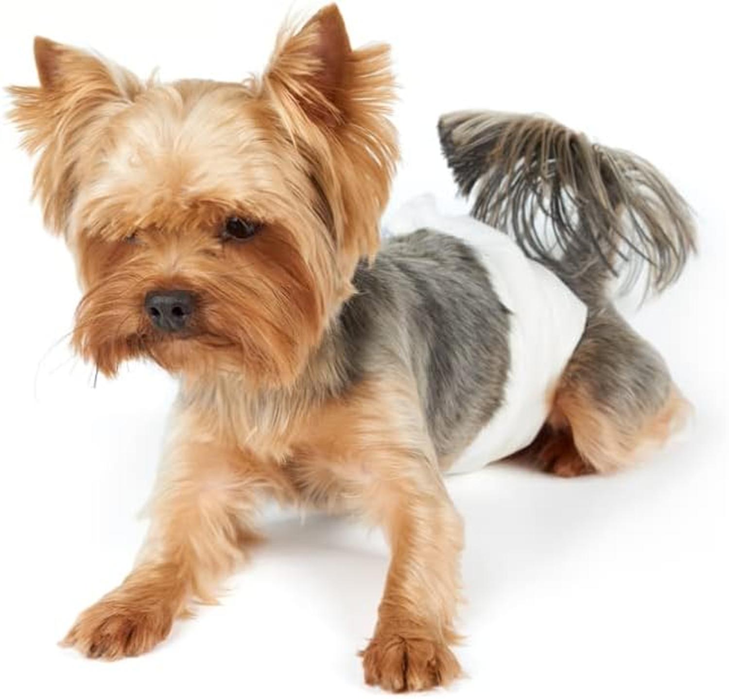 Dry Pet Pañales para perro tamaño extra chico 12 piezas | G.Valkyria - imagen 2