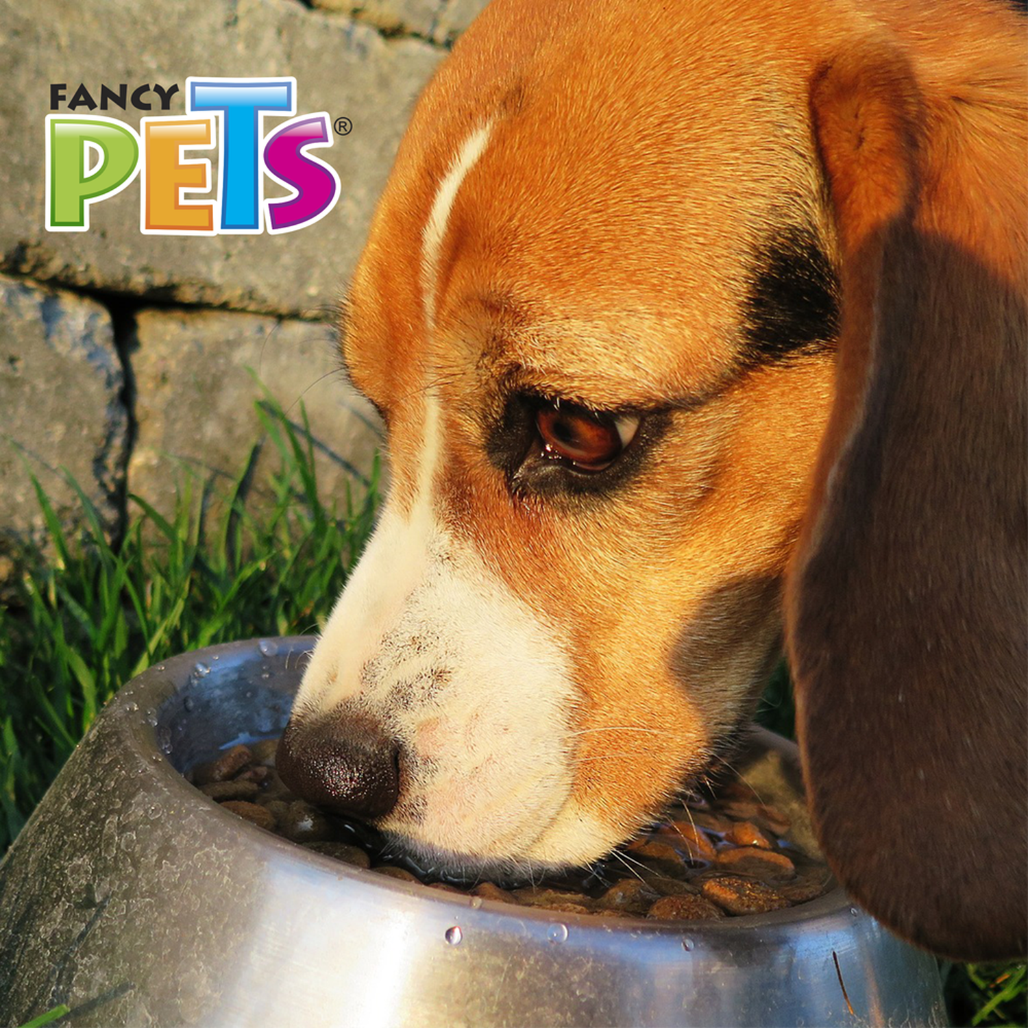 Fancy Pets Plato de acero perros 64oz o 1.8kg antiderrapante