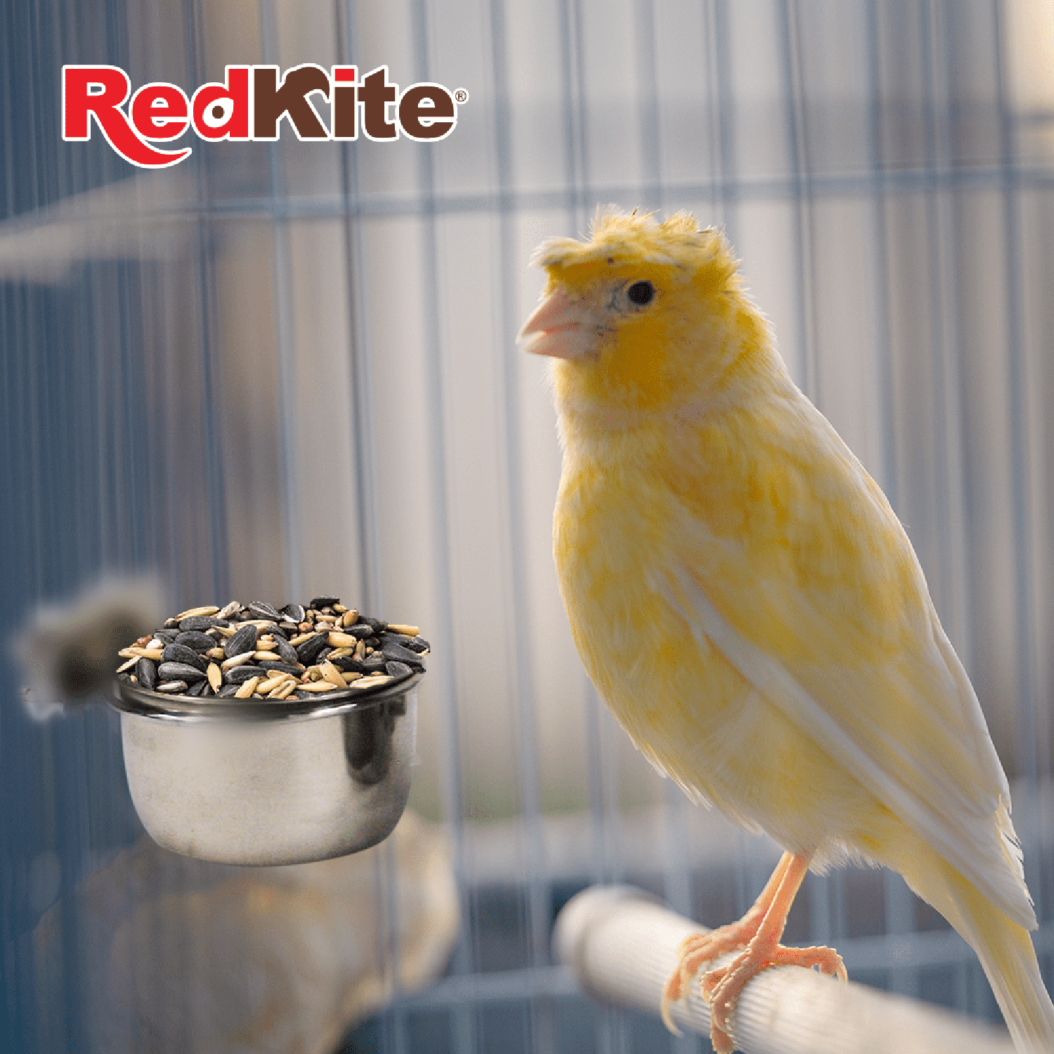 Red Kite Taza De Acero con Abrazadera jaula ave 5 Oz o 142grs