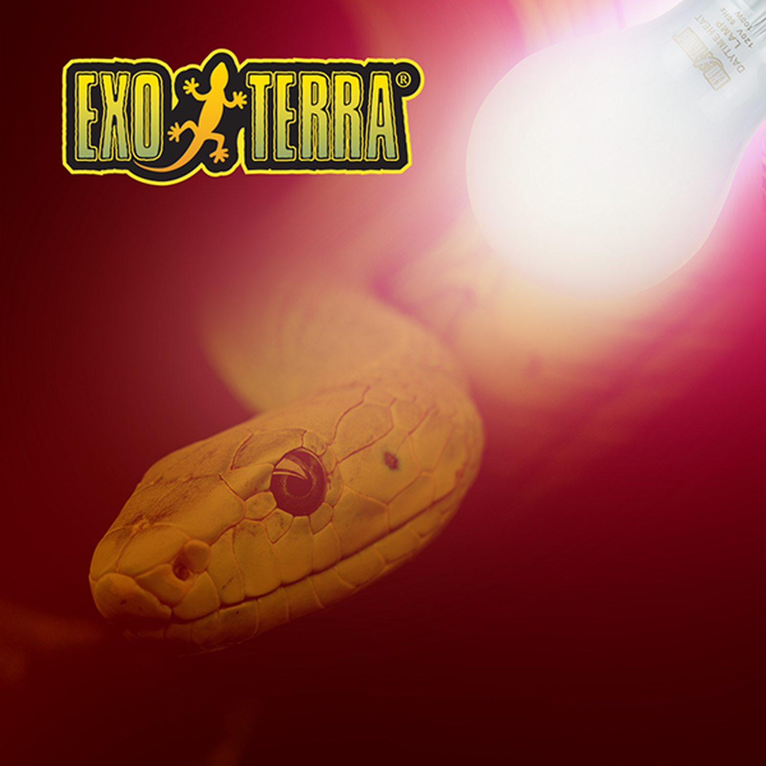 Exo Terra foco para terrario reptiles Sun Glo Day Time 60w de Exo-Terra | G.Valkyria - imagen 3