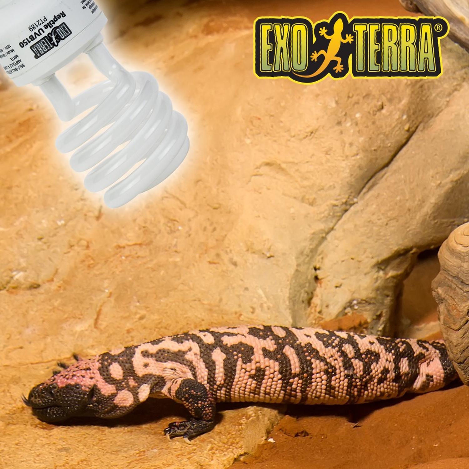 ExoTerra Foco ReptiGlo 10.0 26w varano dragon barbudo agama de Exo-Terra | G.Valkyria - imagen 5